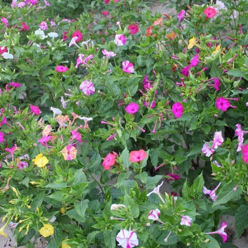 紫茉莉种子草茉莉花籽地雷花家庭阳台庭院盆栽易活易种籽
