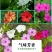 紫茉莉种子草茉莉花籽地雷花家庭阳台庭院盆栽易活易种籽