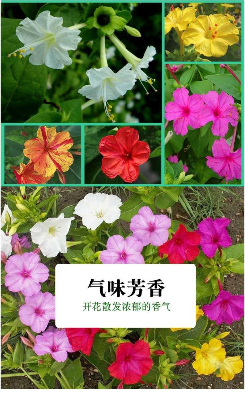 紫茉莉种子草茉莉花籽地雷花家庭阳台庭院盆栽易活易种籽