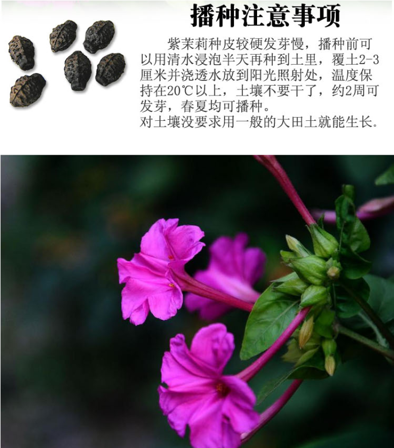 紫茉莉种子草茉莉花籽地雷花家庭阳台庭院盆栽易活易种籽