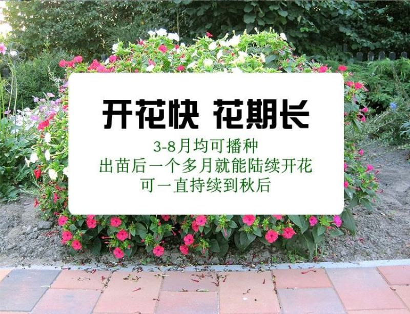 紫茉莉种子草茉莉花籽地雷花家庭阳台庭院盆栽易活易种籽