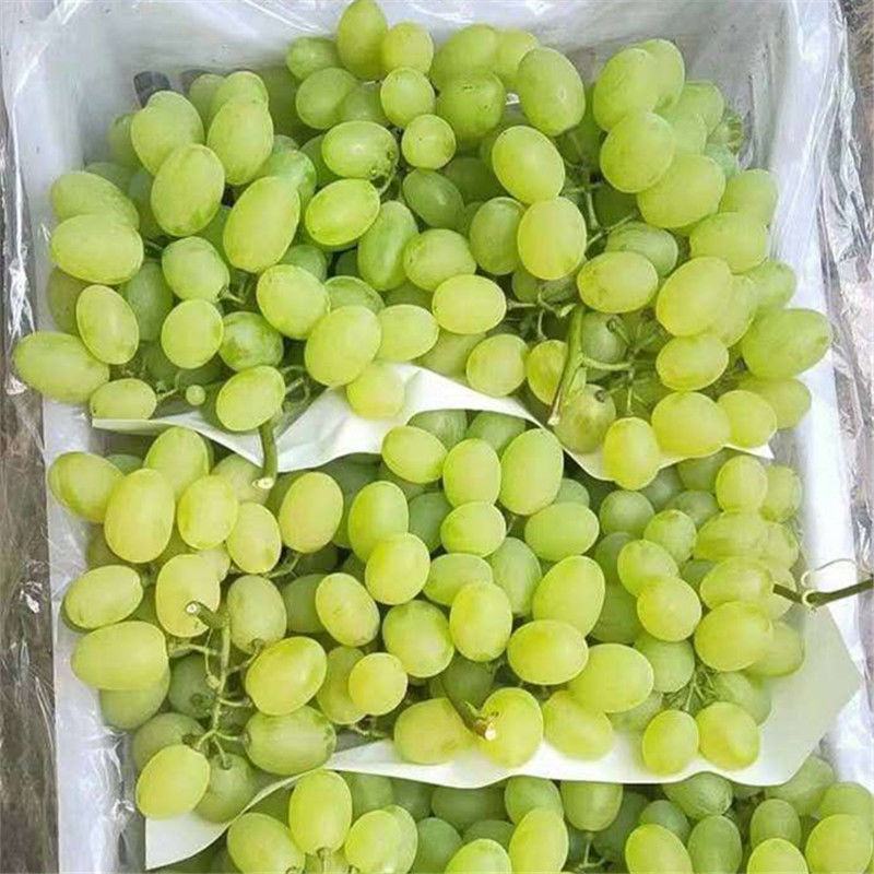 维多利亚青提河北葡萄果园直采粒大饱满产地直供现摘现发