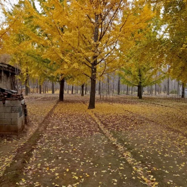 银杏树