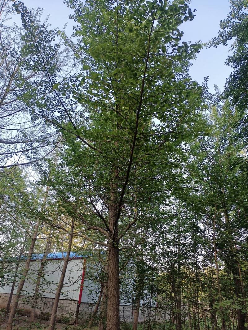 银杏树