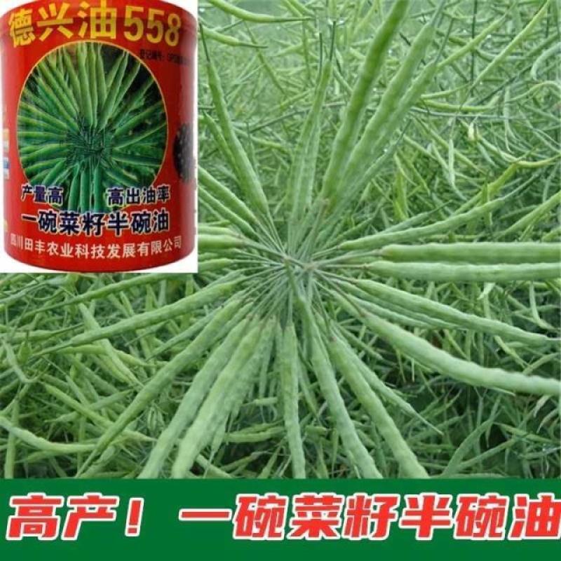 油菜种子德兴油558高产高出油榨油菜籽油菜花耐寒蔬菜