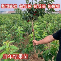 樱桃树苗矮化大樱桃苗嫁接苗盆栽南方北方种植阳台庭院车厘子