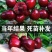 樱桃树苗矮化大樱桃苗嫁接苗盆栽南方北方种植阳台庭院车厘子