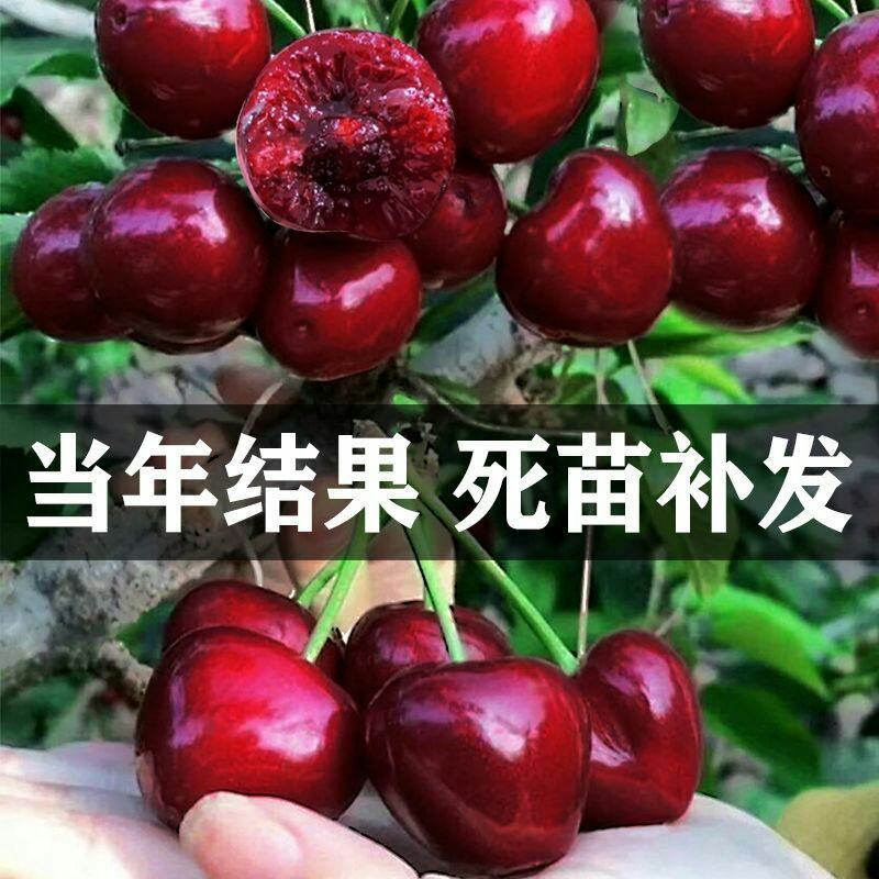 樱桃树苗矮化大樱桃苗嫁接苗盆栽南方北方种植阳台庭院车厘子