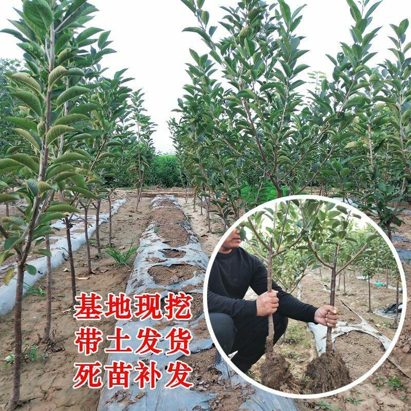樱桃树苗矮化大樱桃苗嫁接苗盆栽南方北方种植阳台庭院车厘子