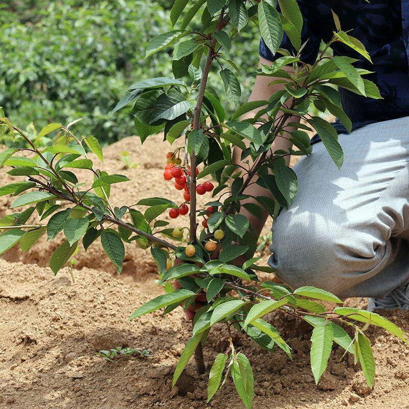 樱桃树苗矮化大樱桃苗嫁接苗盆栽南方北方种植阳台庭院车厘子