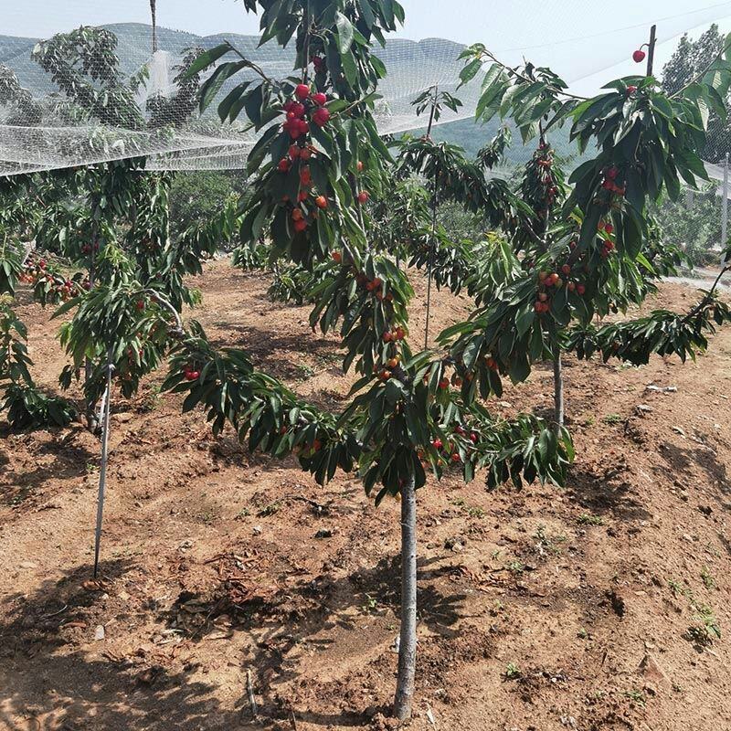 樱桃树苗矮化大樱桃苗嫁接苗盆栽南方北方种植阳台庭院车厘子