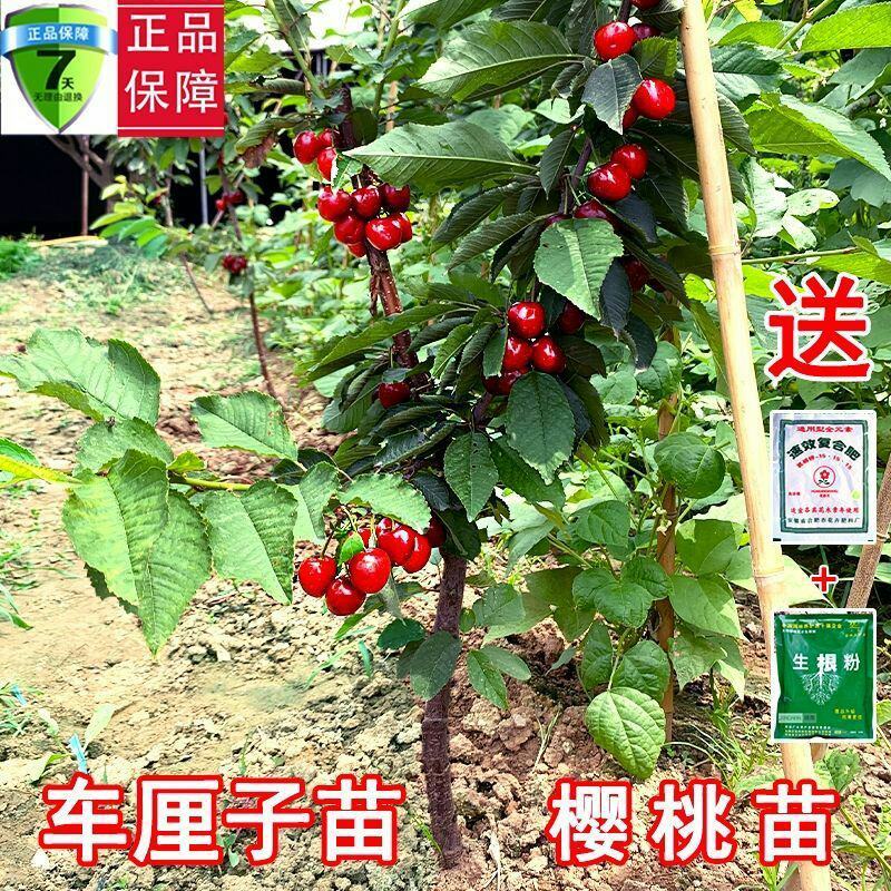 樱桃树苗矮化大樱桃苗嫁接苗盆栽南方北方种植阳台庭院车厘子