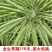油菜种子德兴油558高产高出油榨油菜籽油菜花耐寒蔬菜