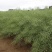油菜种子德兴油558高产高出油榨油菜籽油菜花耐寒蔬菜
