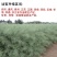 油菜种子德兴油558高产高出油榨油菜籽油菜花耐寒蔬菜