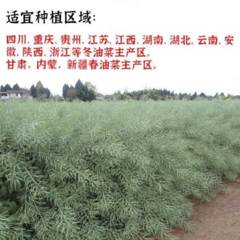 油菜种子德兴油558高产高出油榨油菜籽油菜花耐寒蔬菜