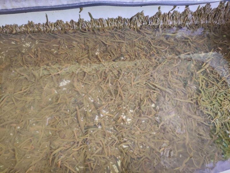 菲牛蛭2代母种水蛭，代孕率高，技术指导，上门回收。