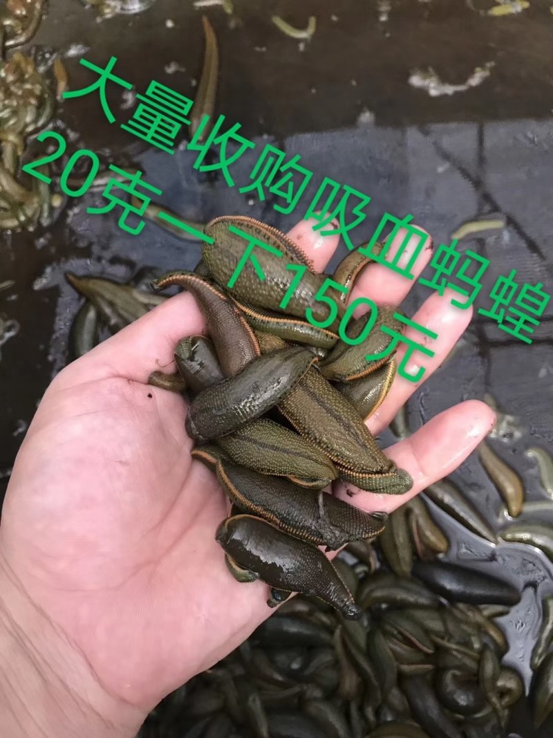 菲牛蛭2代母种水蛭，代孕率高，技术指导，上门回收。