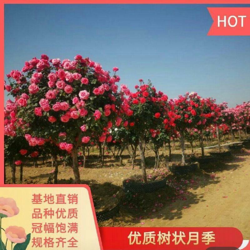 树状月季百亩基地1-15公分树状月季高杆月季
