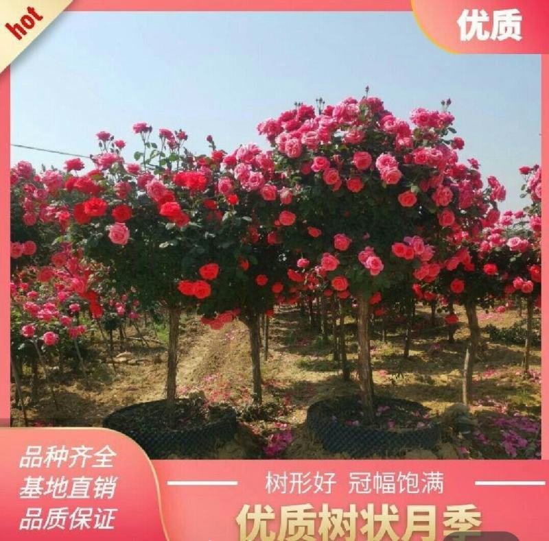 树状月季百亩基地1-15公分树状月季高杆月季