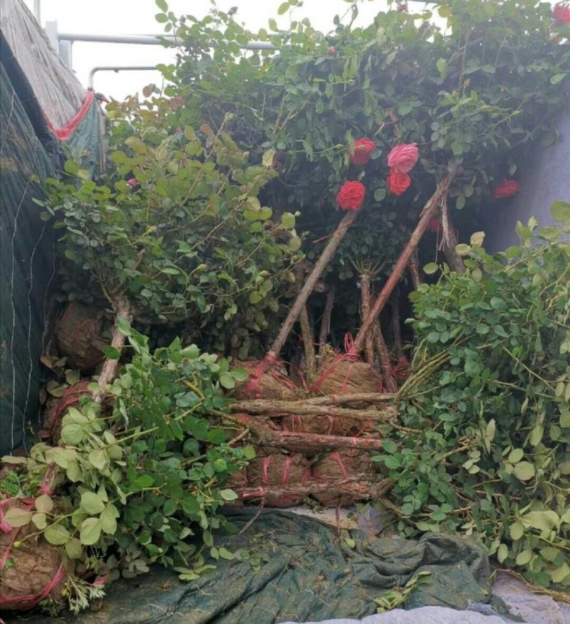 树状月季百亩基地1-15公分树状月季高杆月季