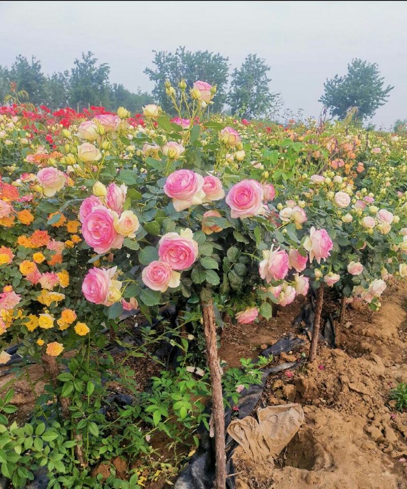 树状月季百亩基地1-15公分树状月季高杆月季