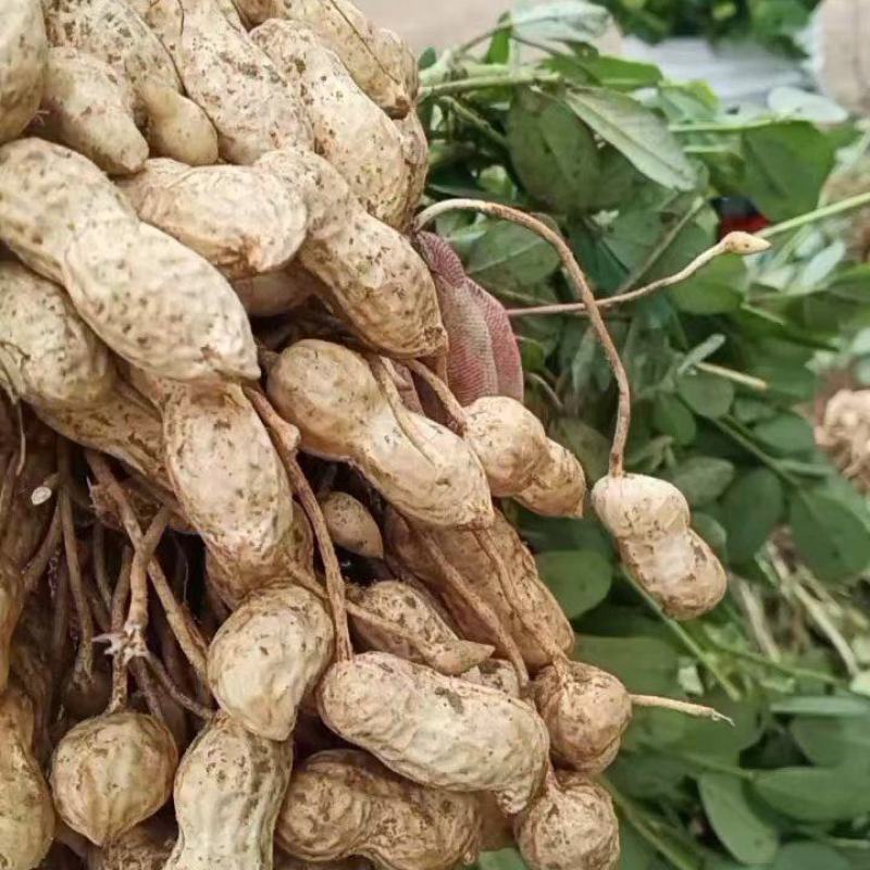 开封沙地鲜花生，白沙系列，果面干净颗粒饱满，无画皮无坏果