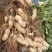 开封沙地鲜花生，白沙系列，果面干净颗粒饱满，无画皮无坏果