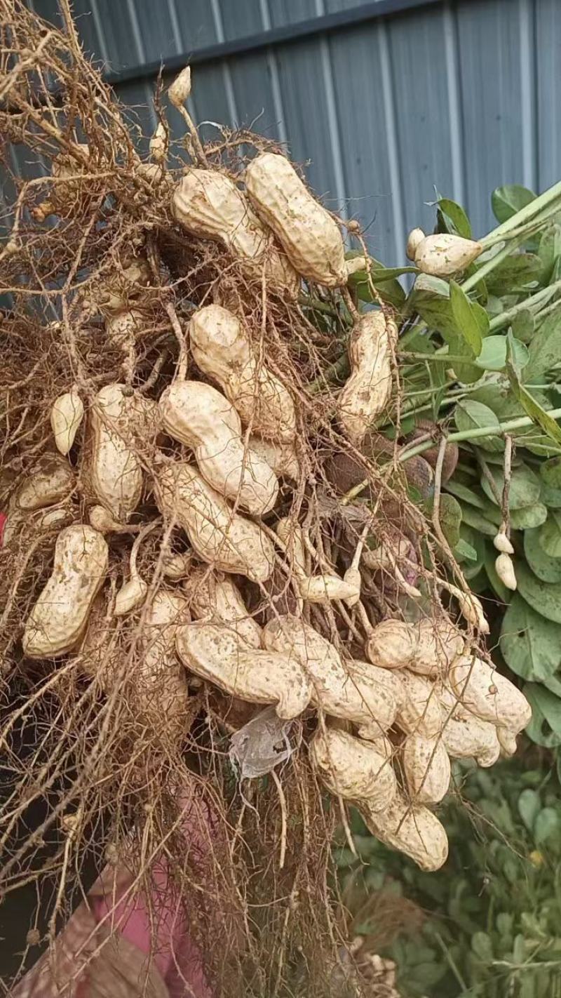 开封沙地鲜花生，白沙系列，果面干净颗粒饱满，无画皮无坏果