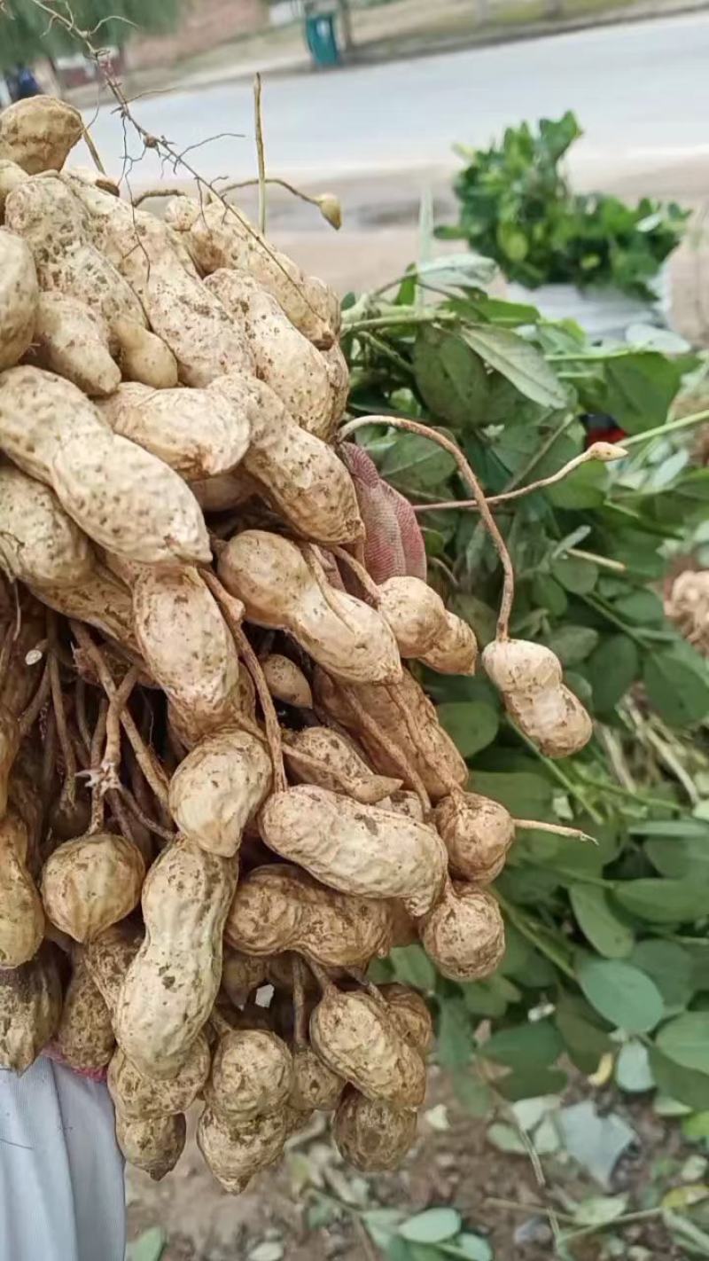 开封沙地鲜花生，白沙系列，果面干净颗粒饱满，无画皮无坏果