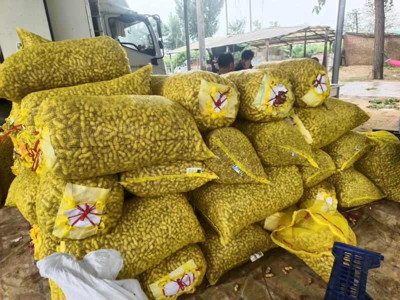 开封沙地鲜花生，白沙系列，果面干净颗粒饱满，无画皮无坏果