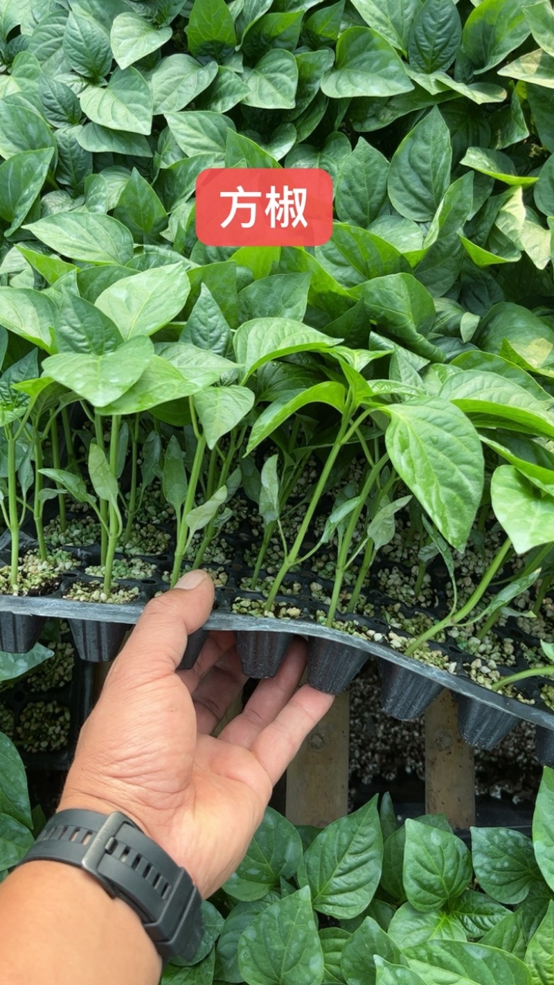 方椒，早熟杂交一代甜椒苗，抗病丰产，商品性高