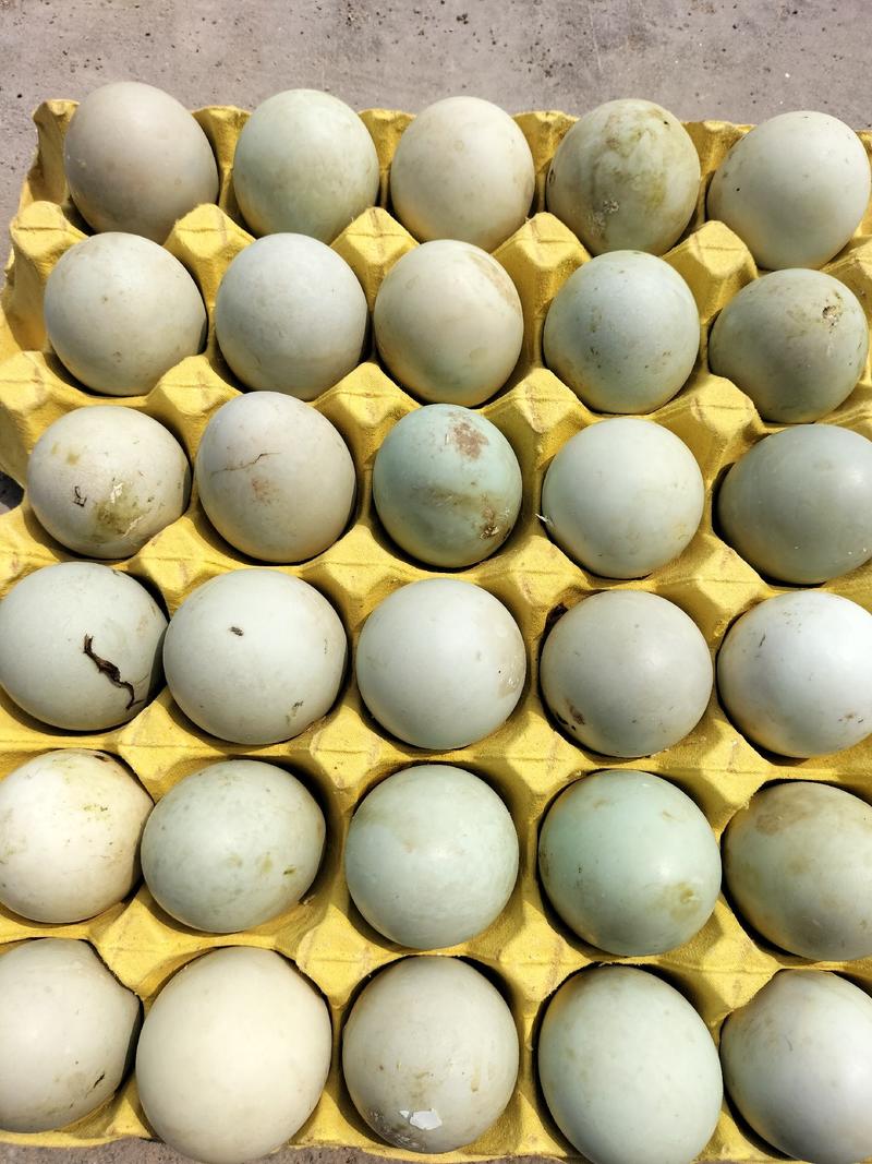 鸭蛋毛蛋绿壳鸭蛋毛蛋实蛋水蛋钢化蛋大量供应