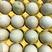 鸭蛋毛蛋绿壳鸭蛋毛蛋实蛋水蛋钢化蛋大量供应