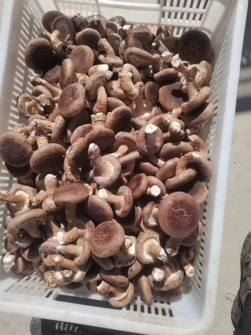菜菇