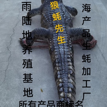 鸵鸟蛋，鳄鱼