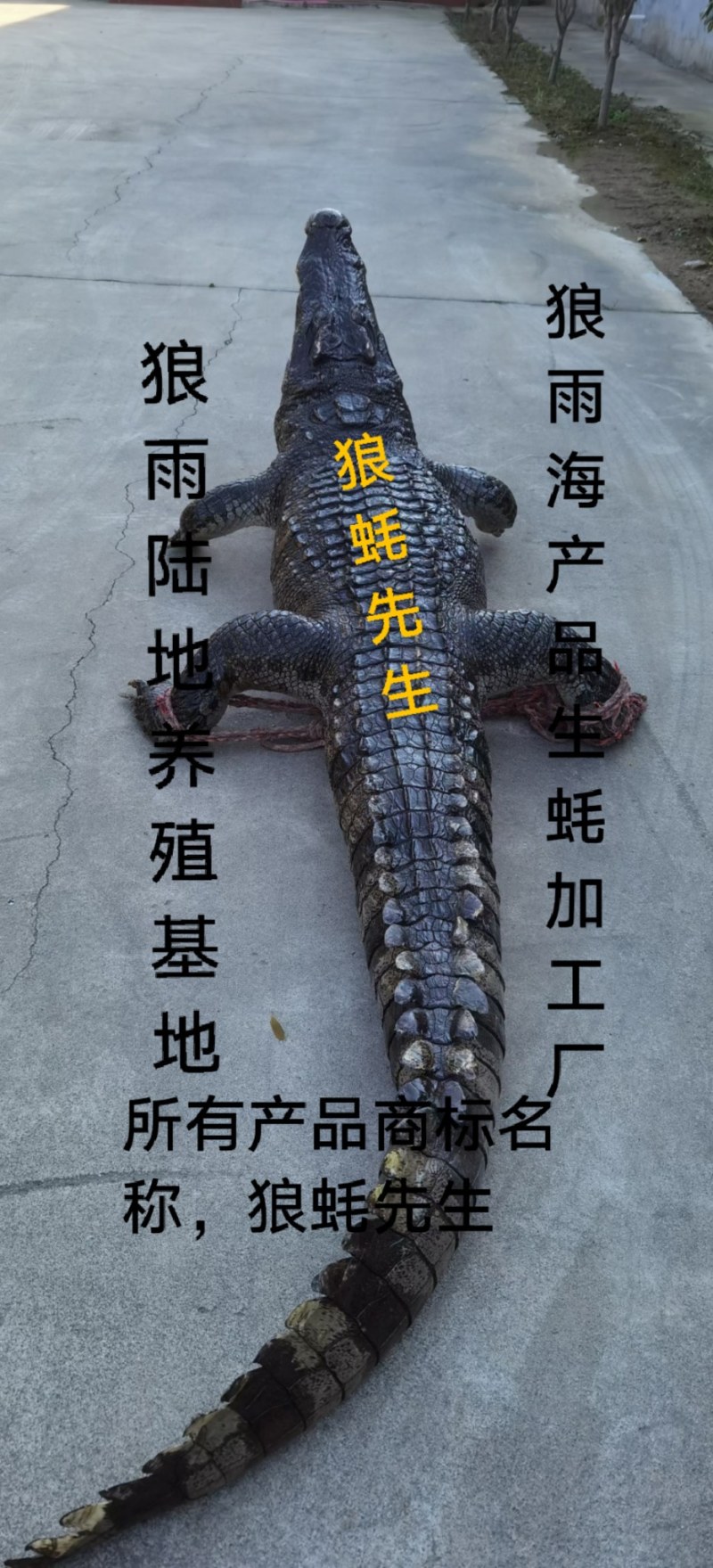 鸵鸟蛋，鳄鱼
