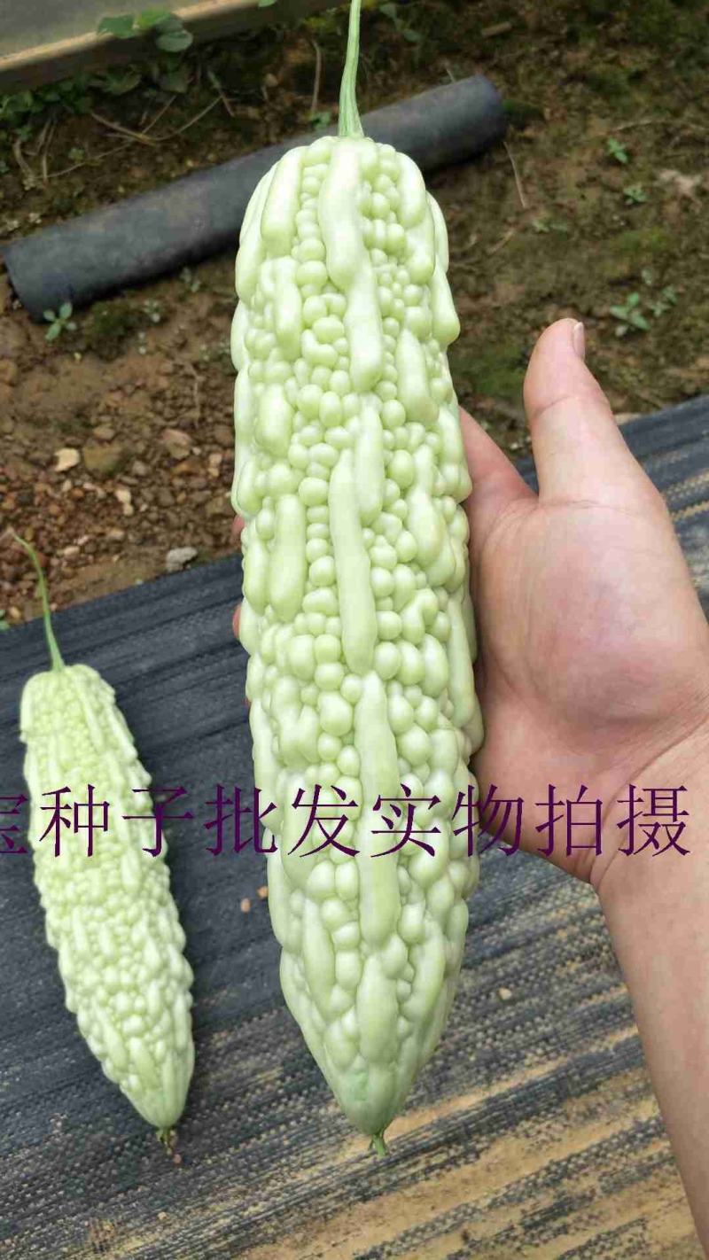 泰利918苦瓜种子，10克，色泽青绿有光泽，瓜型端正漂亮