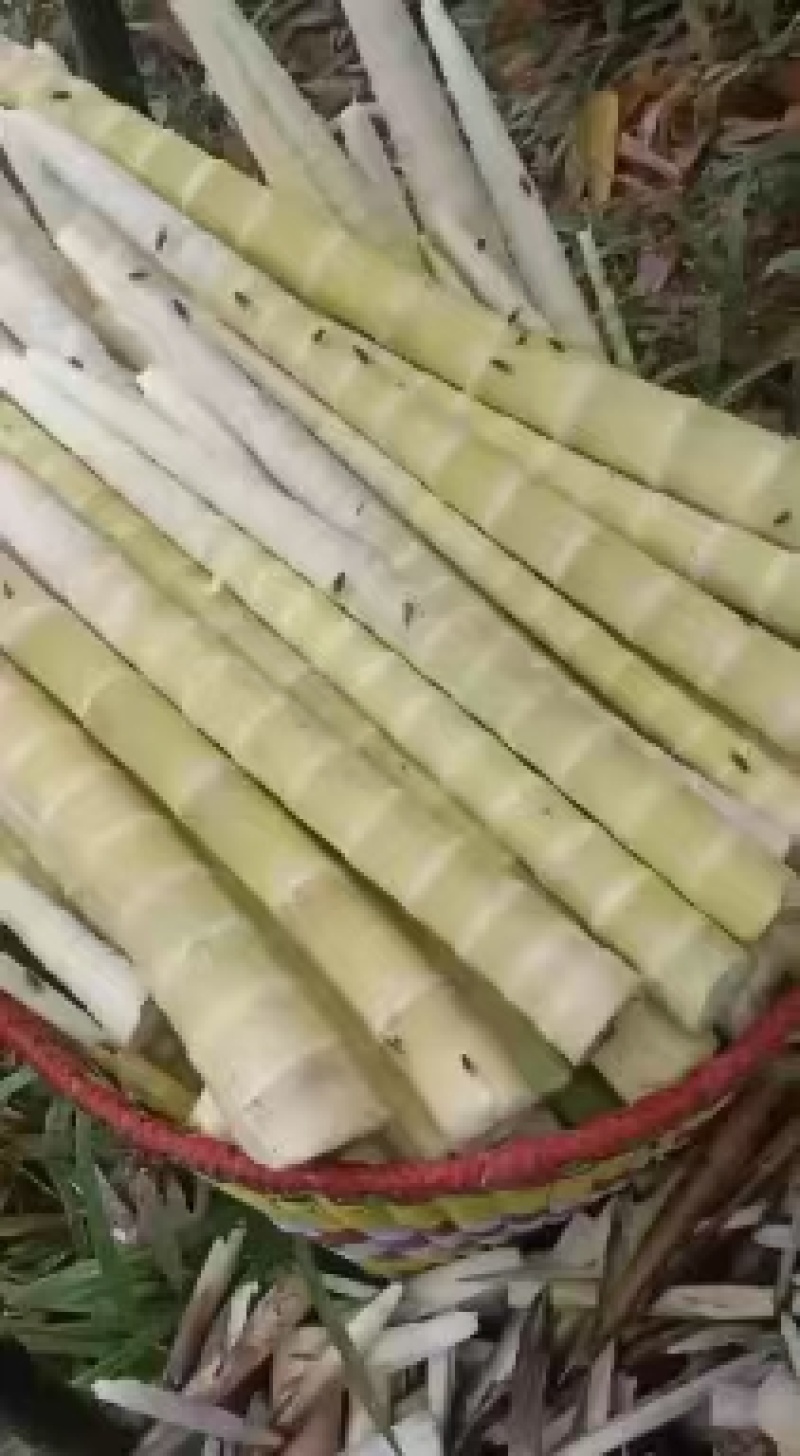 金佛山方竹笋，有需要的联系我，9月份就可以出售了？？？