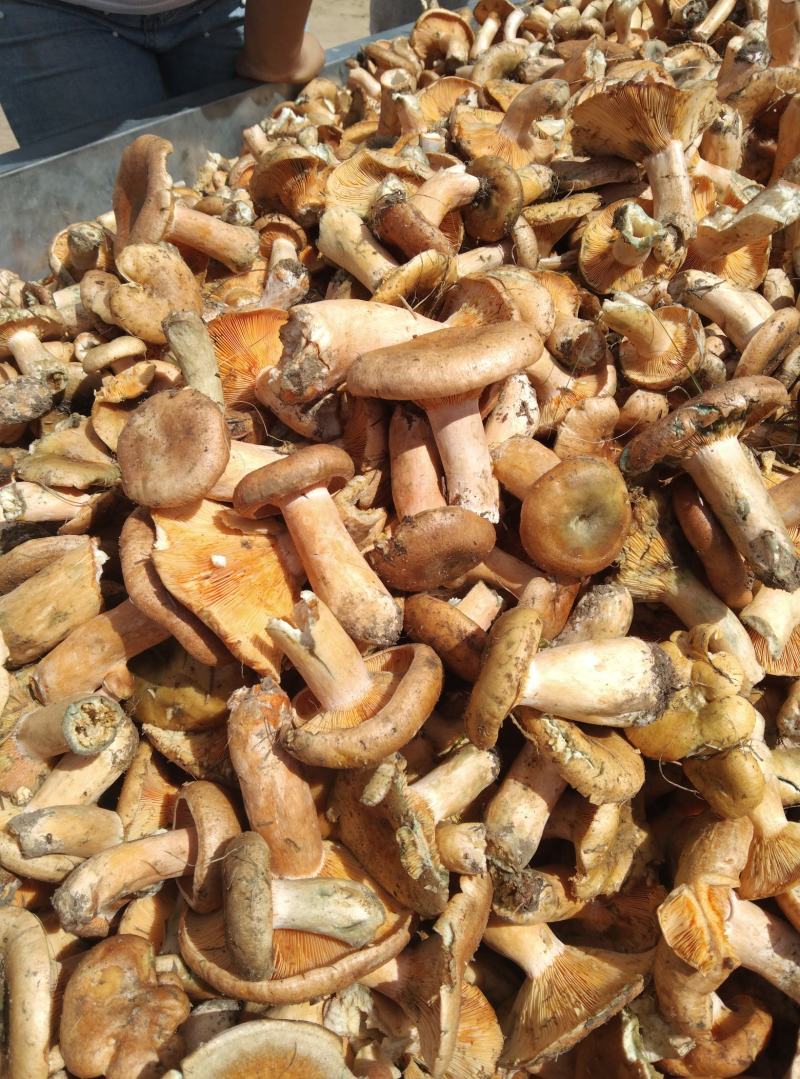 蘑菇