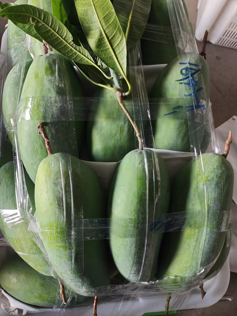 攀枝花芒果金煌芒大量上市品质好欢迎咨询