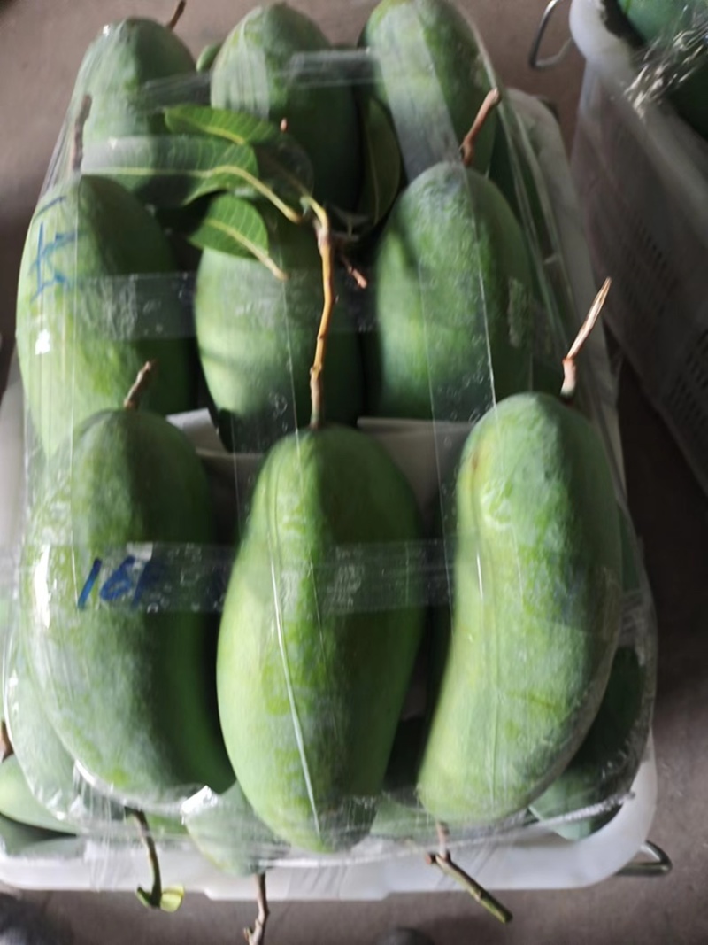 攀枝花芒果金煌芒大量上市品质好欢迎咨询
