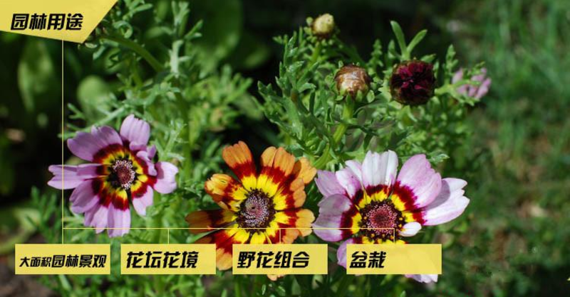花环菊种子阳台盆栽景观花卉混色花环菊种子花期长绿化观赏