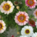 花环菊种子阳台盆栽景观花卉混色花环菊种子花期长绿化观赏