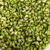 菱角