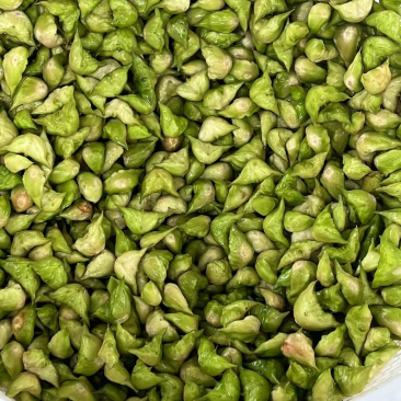 菱角
