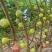 波姬红无花果大量上市