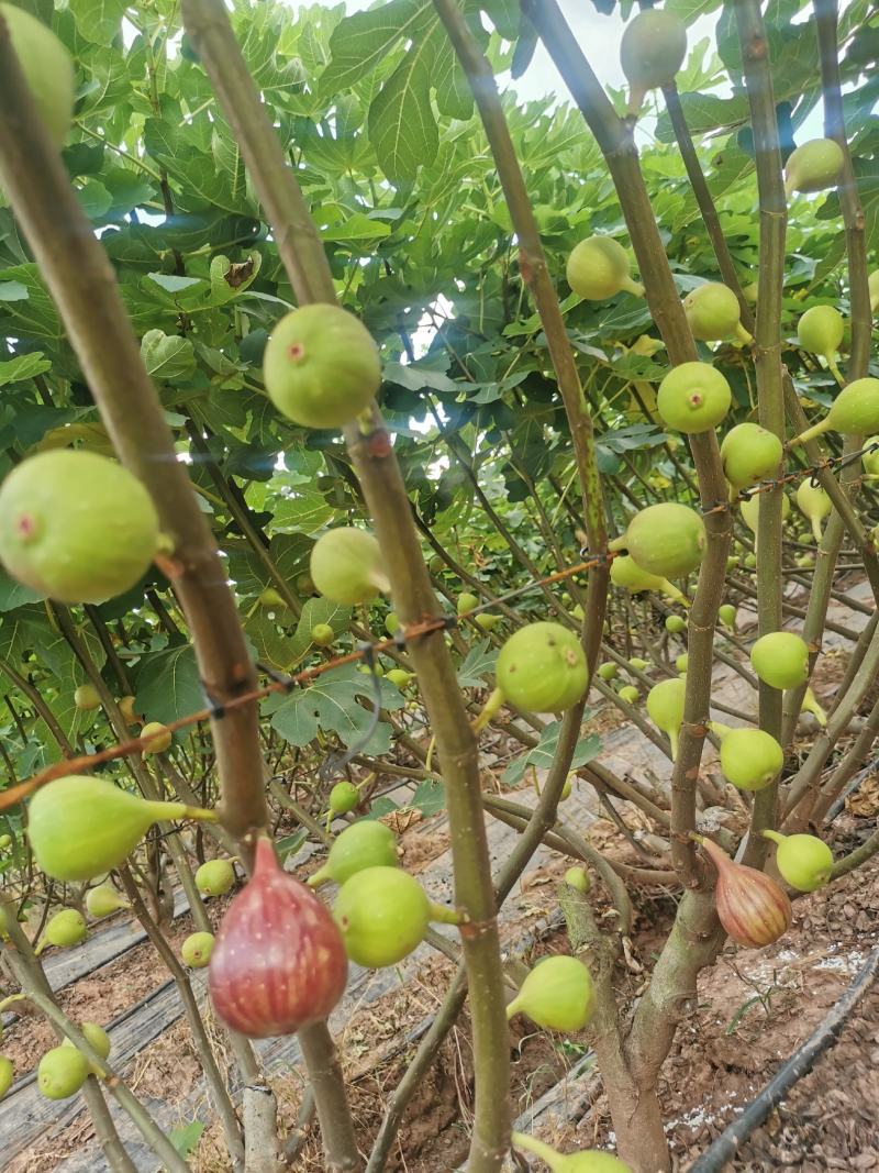 波姬红无花果大量上市