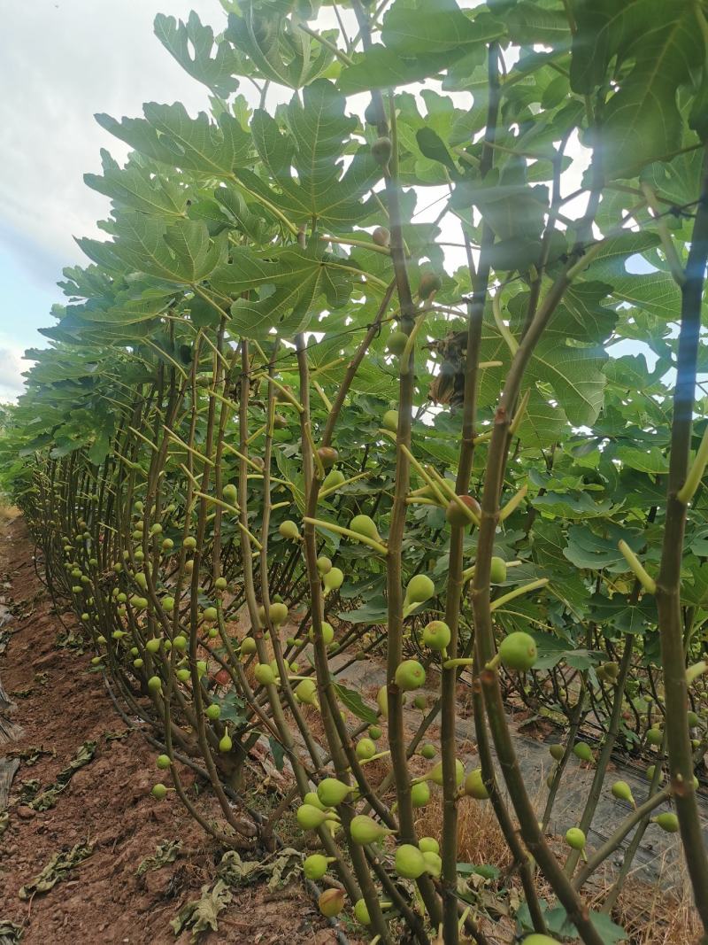 波姬红无花果大量上市