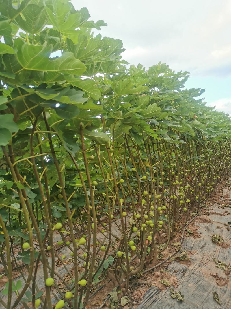 波姬红无花果大量上市